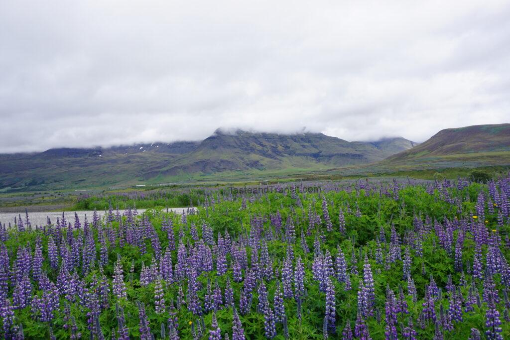 Green grassy landscape and rift valley in Pingvellir National Park Iceland