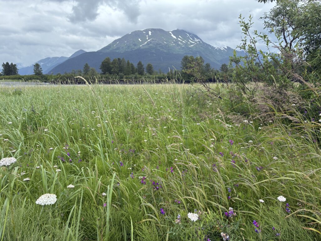 Lush green grassy field with wildflowers in front of distant mountain peaks near Anchorage